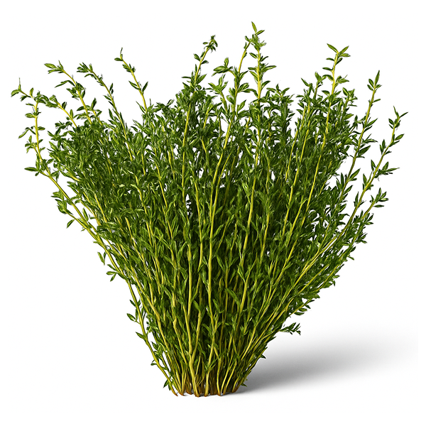 77aea7f1-2f09-414e-a8b9-8bc507f3d3ba.png